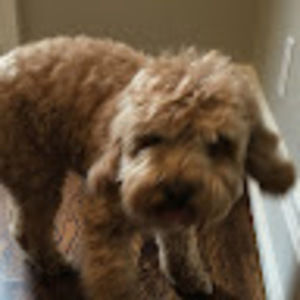 Meet your Posher, Thalia